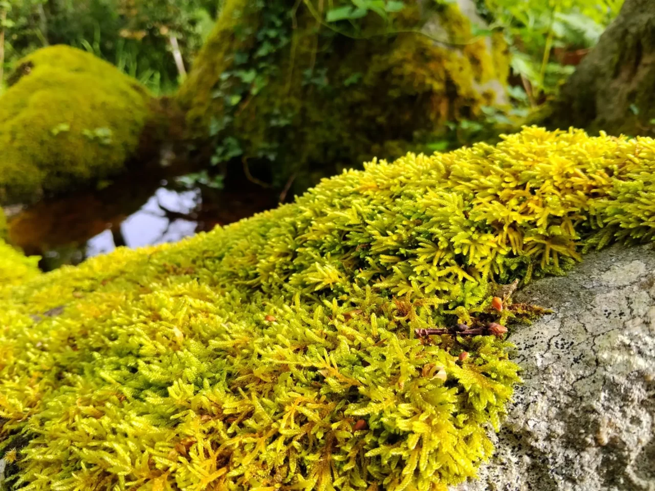 Mousses et lichens sur les pierres des causses du Quercy