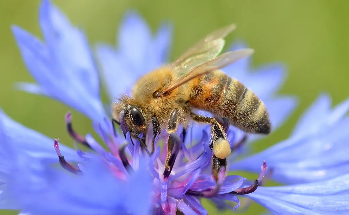 Abeille butinant un bleuet des champs